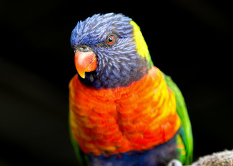 Fototapeta premium Rainbow Lorikeet Portrait
