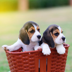 Cute little Beagles in basket
