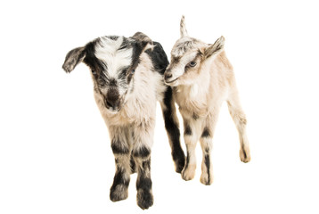 Fototapeta premium little goatling