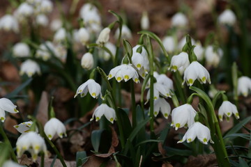 Wilde Märzenbecher blühen im Wald