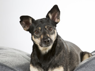 Small and cute dog in a studio.