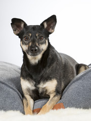 Small and cute dog in a studio.