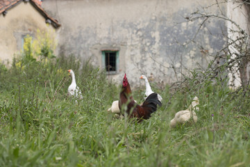 Rooster, hens and gooses