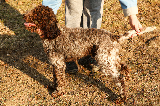 Portrait of Lagotto Romagnolo truffle dog 