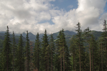 Forest in mountains, Tatras, Poland.