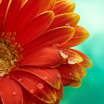 Fototapeta Beautiful orange flower Gerbera with water drops on turquoise abstract background. Macro photography of gerbera flower.