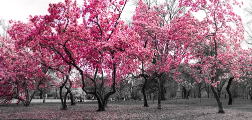 Foto op Plexiglas Bosfantasielandschap met roze bomen in zwart-wit © deberarr