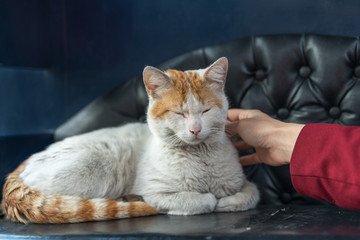 white cat sitting on the arm
