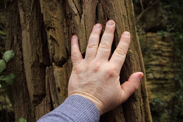 hand, die auf einem baum liegt