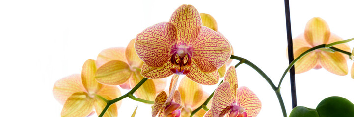Gelbe Orchidee - Banner isoliert