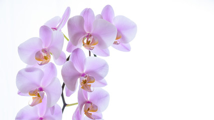 Orchidee mit Textfreiraum - Freisteller