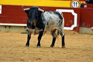 toro en plaza de toros de españa