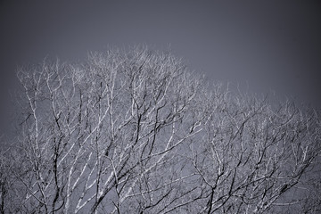 Alberti in bianco e nero 