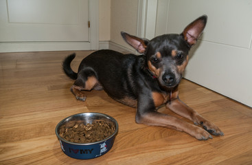 Waiting for the food- Small mix breed dog wating to have his food.