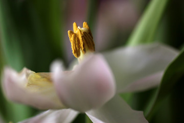 Hintergrund floral - Tulpe