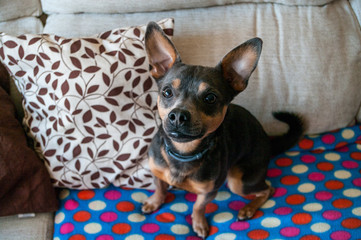 Chilling on the sofa - Small mix breed dog sitting on the sofa