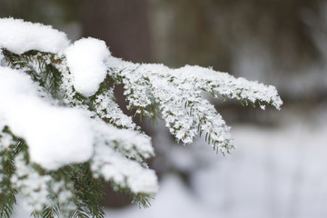 A snowy spruce tree branch with a blurred background