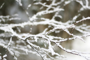 Tree branches covered in snow with blurred background