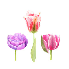 Watercolor illustration sketch of pink, colored tulip flowers on white background