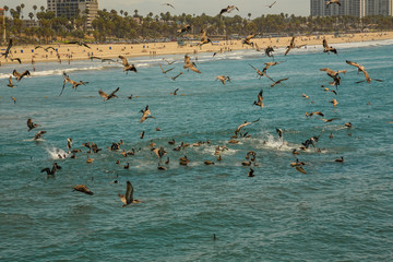 Santa Monica Beach, Los Angeles, USA
