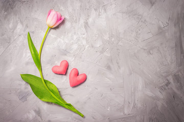 pink single tulip on a gray background with pink heart figures