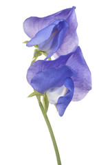 sweet pea flower isolated