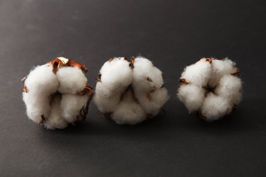 Dry blossom cotton close up