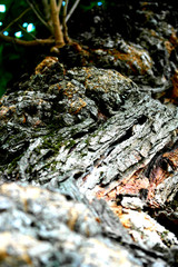 tree bark