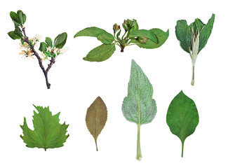 Top view of set of dry leaves and flowers isolated on white background. Herbarium of pressed wild...