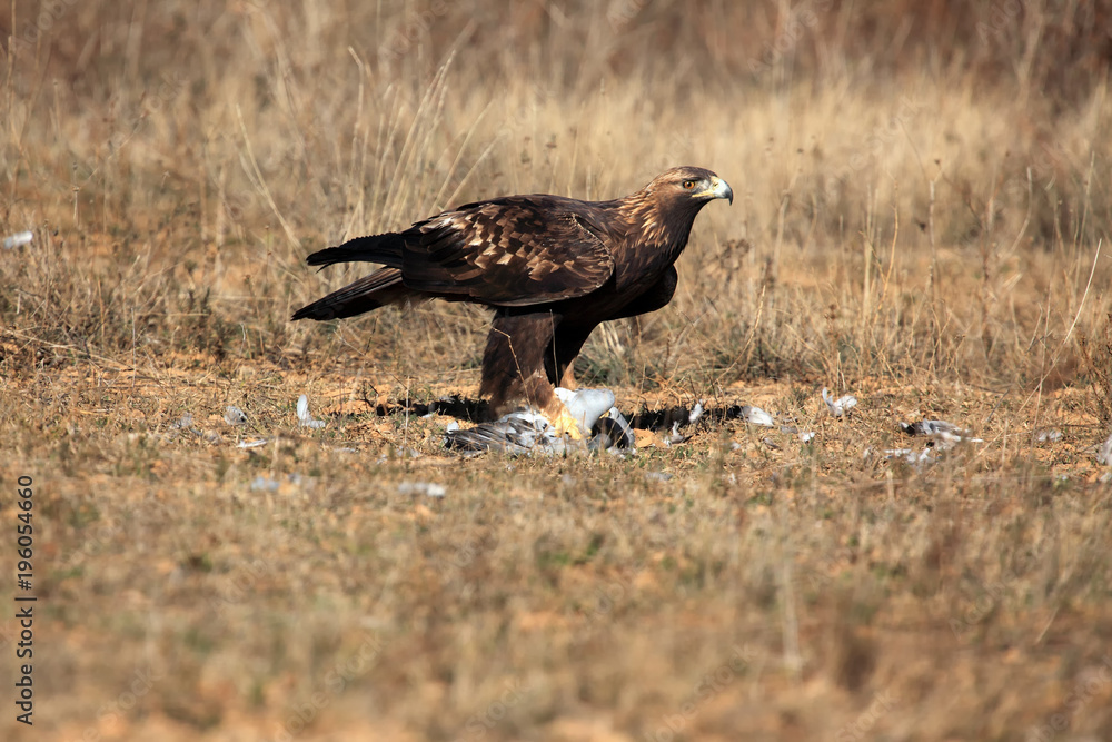 Canvas Prints The golden eagle (Aquila chrysaetos) female flying across the meadow.