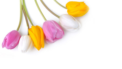 colorful and pretty tulips isolated on white background