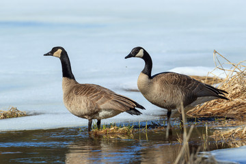 Canadian geese couple in pond.