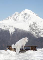 Fototapeta premium Maremma Sheepdog in the snow mountains.