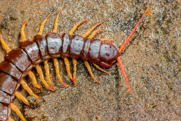 Centipede,Poisonous animal on the sand in deep forest,Chaloem Phra Kiat Thai Prachan National...