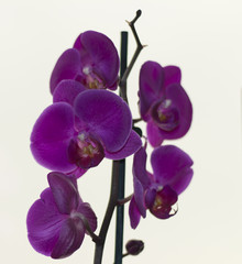 bouquet of beautiful purple orchids
