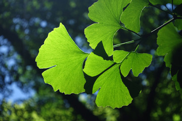 Fototapeta premium plants