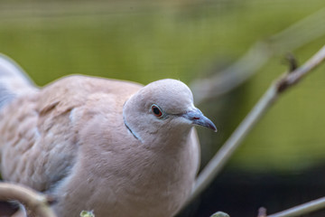 A Laughing Dove looks straight into the camera