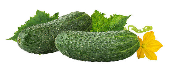 Fresh cucumbers with leafs isolated on white background with clipping path