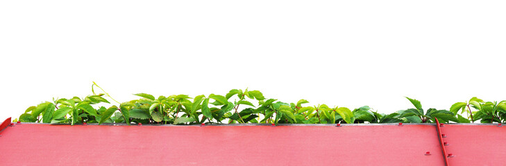 Branches and leaves of arthenocissus vitacea or inserta on red roof, isolated on white background. Thicket creeper, false Virginia creeper, grape woodbine, woody vine. Prolific climber, panoramic view
