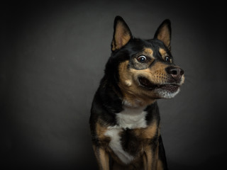 Funny portrait of german shepherd dog