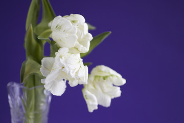 Unusual white tulips on violet background.