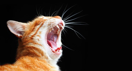 Ginger cat yawns, isolated on a black background. Portrait of an orange cat with a wide open mouth....