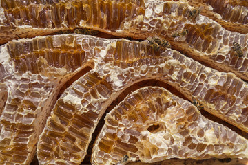 Close up view of honey filled honeycells and working bees