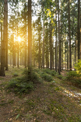 Obraz premium Beautiful spring forest at sunset.