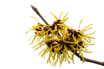 Obraz premium Zaubernuss weißer Hintergrund