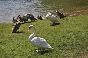 Sajno lake near Augustow. Poland