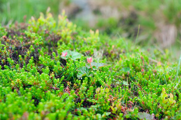 Flower Norway