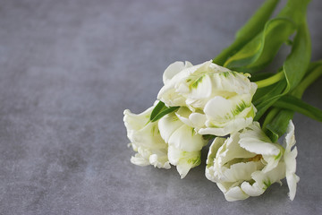 Unusual white tulips on gray background.