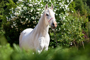 Portrait of nice arabian horse