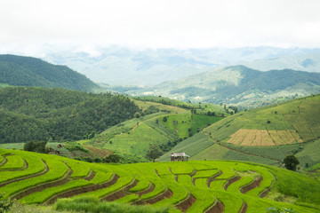 Green Rice Field Terracedwith clouds in Chiangmai, Thailand